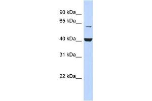 WB Suggested Anti-PIGK Antibody Titration:  0.
