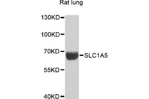 Western blot analysis of extracts of rat lung, using SLC1A5 antibody (ABIN6290957) at 1:1000 dilution. (SLC1A5 Antikörper)