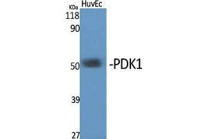 Western Blot (WB) analysis of specific cells using PDK1 Polyclonal Antibody. (PDPK1 Antikörper  (Internal Region))