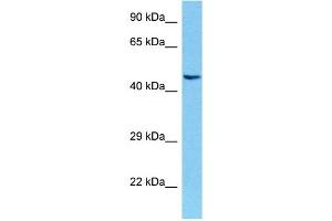 Host:  Mouse  Target Name:  POU4F1  Sample Tissue:  Mouse Brain  Antibody Dilution:  1ug/ml (POU4F3 Antikörper  (Middle Region))
