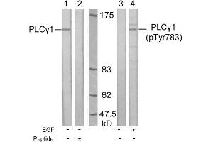 Image no. 1 for anti-phospholipase C, gamma 1 (PLCG1) (Tyr783) antibody (ABIN197319) (Phospholipase C gamma 1 Antikörper  (Tyr783))