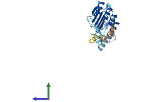 Protein Structure (PS) image for F-Box and Leucine-Rich Repeat Protein 22 (FBXL22) (AA 1-236) protein (His tag) (ABIN7559183)