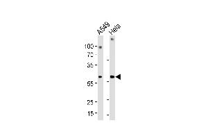 Western blot analysis in A549,Hela cell line lysates (35ug/lane). (FAM50A Antikörper  (C-Term))