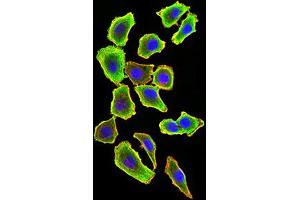 Immunocytochemistry (ICC) image for anti-TNF Receptor-Associated Factor 2 (TRAF2) (AA 39-188) antibody (ABIN5896378) (TRAF2 Antikörper  (AA 39-188))