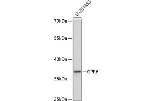 Western blot analysis of extracts of U-251MG cells, using GPR6 antibody (ABIN7267309) at 1:1000 dilution. (GPR6 Antikörper  (AA 253-362))