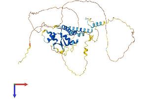 NOL4 Protein (AA 1-483) (His tag)
