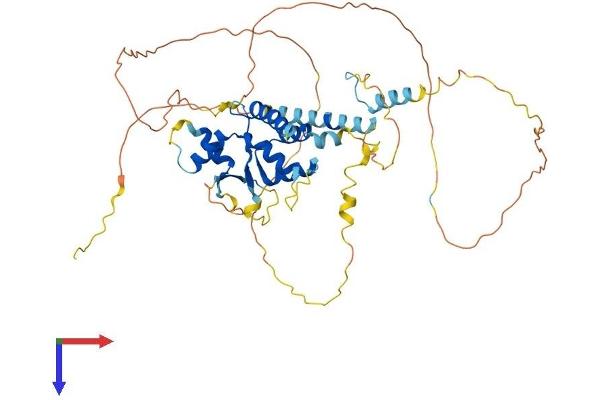 NOL4 Protein (AA 1-483) (His tag)