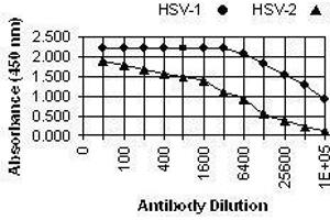 ELISA image for anti-Herpes Simplex Virus, Glycoprotein D (HSV gD) antibody (ABIN265572)