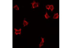 ABIN6268730 staining HepG2 by IF/ICC. (ITGA3 Antikörper)