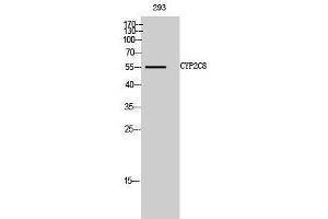 Western Blotting (WB) image for anti-Cytochrome P450, Family 2, Subfamily C, Polypeptide 8 (CYP2C8) (Internal Region) antibody (ABIN3174651) (CYP2C8 Antikörper  (Internal Region))