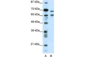 Western Blotting (WB) image for anti-Potassium Channel, Subfamily K, Member 5 (KCNK5) antibody (ABIN2461573) (KCNK5 Antikörper)