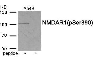 Western blot analysis of extracts from A549 tissue using Phospho-NMDAR1 (Ser890) antibody. (GRIN1/NMDAR1 Antikörper  (pSer890))