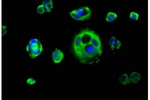 Immunofluorescence staining of MCF-7 cells with ABIN7157412 at 1:133, counter-stained with DAPI.