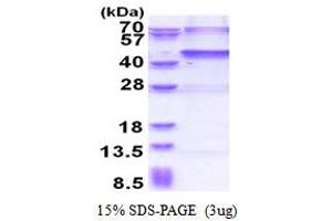 SDS-PAGE (SDS) image for Ubiquitin Specific Peptidase 46 (USP46) (AA 1-366) protein (His tag) (ABIN5778837) (USP46 Protein (AA 1-366) (His tag))