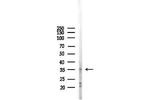 Western blot analysis of lysates from Mouse liver, using OR2W3 Antibody at 1/1000 dilution.