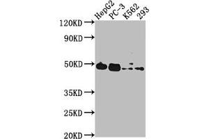 Western Blot Positive WB detected in: HepG2 whole cell lysate, PC-3 whole cell lysate, K562 whole cell lysate, 293 whole cell lysate All lanes: POGLUT1 antibody at 1:2000 Secondary Goat polyclonal to rabbit IgG at 1/50000 dilution Predicted band size: 47 kDa Observed band size: 47 kDa (POGLUT1 Antikörper  (AA 132-392))