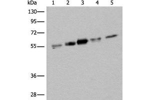 Western blot analysis of Hela HEPG2 231 A431 and Jurkat cell lysates using ZPR1 Polyclonal Antibody at dilution of 1:400 (ZNF259 Antikörper)