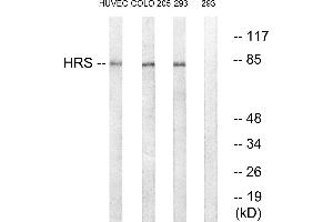 Western blot analysis of extracts from HUVEC cells, COLO cells and 293 cells, using HRS (Ab-334) antibody. (HRS (HRS) (Tyr334) Antikörper)