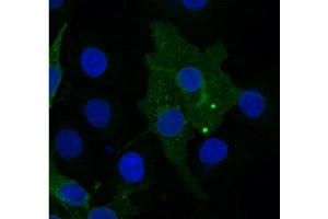 FZD10 Antibody    Sample type:  COS7 cells transfected with chick FZD10   Primary Ab dilution:  1:333   Secondary Ab:  anti-rabbit-Cy2   Secondary Ab dilution:  1:500   Blue:  DAPI   Green: FZD10   Data submitted by:  Lisa Galli/Laura Burrus  San Francisco State University