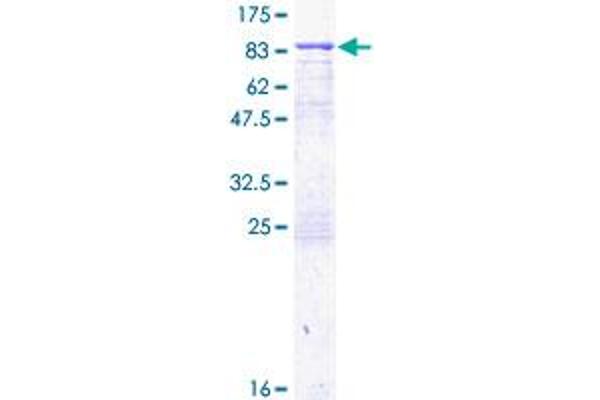 Transglutaminase 2 Protein (AA 1-548) (GST tag)