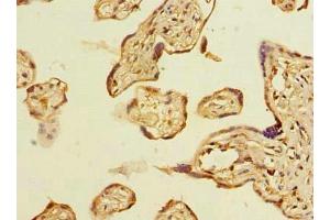 Immunohistochemistry of paraffin-embedded human placenta tissue using ABIN7160145 at dilution of 1:100 (ABHD2 Antikörper  (AA 31-320))