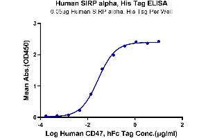 Immobilized Human SIRP alpha, His Tag at 0. (SIRPA Protein (AA 31-370) (His tag))