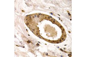 Immunohistochemistry of paraffin-embedded human normal breast using TOR1A antibody at dilution of 1:200 (400x lens). (TOR1A Antikörper)
