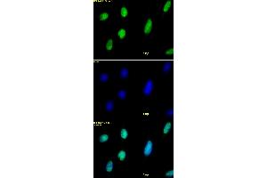 Histone H2AX antibody tested by immunofluorescence. (H2AFX Antikörper  (C-Term))