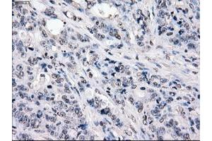 Image no. 1 for anti-P450 (Cytochrome) Oxidoreductase (POR) antibody (ABIN1497747) (POR Antikörper)