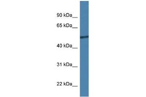 WB Suggested Anti-Rcor2 Antibody   Titration: 1. (Rcor2 Antikörper  (C-Term))
