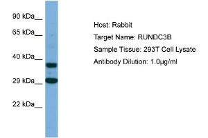 Host: Rabbit Target Name: RUNDC3B Sample Type: 293T Whole Cell lysates Antibody Dilution: 1. (RUNDC3B Antikörper  (C-Term))