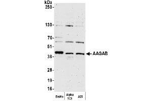 Western Blotting (WB) image for anti-alpha- and gamma-Adaptin Binding Protein (AAGAB) (AA 265-315) antibody (ABIN7452795)