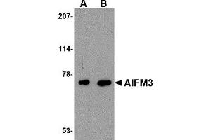 Western Blotting (WB) image for anti-Apoptosis-Inducing Factor, Mitochondrion-Associated, 3 (AIFM3) (Middle Region) antibody (ABIN1030847)