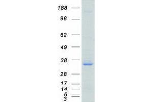 Western Blotting (WB) image for serine/arginine-Rich Splicing Factor 1 (SRSF1) (Transcript Variant 1) protein (Myc-DYKDDDDK Tag) (ABIN2731909)