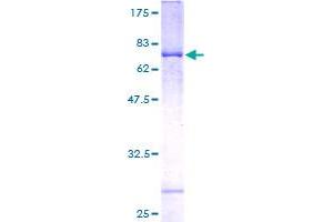 Image no. 1 for Peroxisomal Biogenesis Factor 3 (PEX3) (AA 1-373) protein (GST tag) (ABIN1314703)