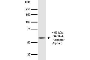Western Blot analysis of Mouse Brain showing detection of ~55 kDa GABA A Receptor Alpha 5 protein using Mouse Anti-GABA A Receptor Alpha 5 Monoclonal Antibody, Clone S415-24 . (GABRA1 Antikörper  (Cytoplasmic Domain) (Atto 594))