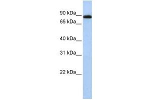 Western Blotting (WB) image for anti-Checkpoint with Forkhead and Ring Finger Domains (CHFR) antibody (ABIN2458725)