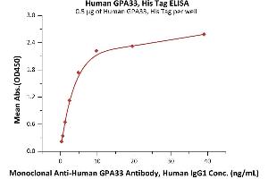 Immobilized Human GPA33, His Tag (ABIN2181179,ABIN2181178) at 5 μg/mL (100 μL/well) can bind Monoclonal A GPA33 Antibody, Human IgG1 with a linear range of 0.