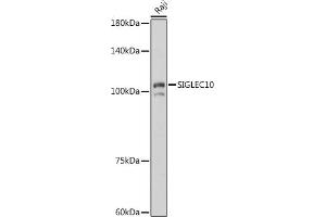 Western blot analysis of extracts of Raji cells, using SIGLEC10 antibody (ABIN7270292) at 1:1000 dilution. (SIGLEC10 Antikörper)