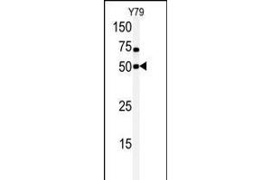 Western blot analysis of anti-hCLK1-C84 Pab in Y79 cell line lysate. (CLK1 Antikörper  (N-Term))