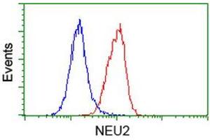 Flow Cytometry (FACS) image for anti-Sialidase 2 (Cytosolic Sialidase) (NEU2) antibody (ABIN1499692) (NEU2 Antikörper)