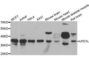 Western blot analysis of extracts of various cell lines, using UFD1L antibody. (UFD1L Antikörper)