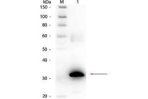 Western Blot of Rabbit anti-Carbonic Anhydrase II Antibody Biotin Conjugated. (CA2 Antikörper  (Biotin))
