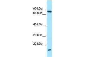 Western Blotting (WB) image for anti-Surfactant Protein A1 (SFTPA1) (C-Term) antibody (ABIN2789661)