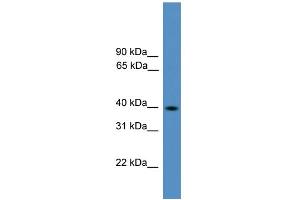 WB Suggested Anti-Pax2 Antibody Titration:  0. (PAX2A Antikörper  (Middle Region))