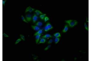 Immunofluorescence staining of Hela cells with ABIN7158058 at 1:13, counter-stained with DAPI. (LRTM1 Antikörper  (AA 1-212))