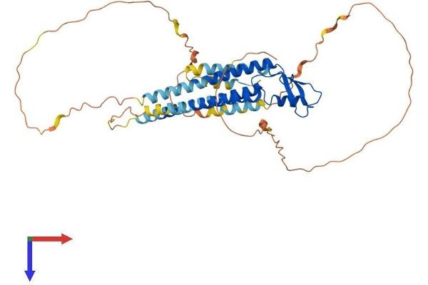 GJA3 Protein (AA 1-435) (His tag)