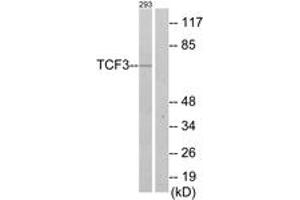 Western Blotting (WB) image for anti-Transcription Factor 3 (E2A Immunoglobulin Enhancer Binding Factors E12/E47) (TCF3) (AA 571-620) antibody (ABIN2889399) (TCF3 Antikörper  (AA 571-620))