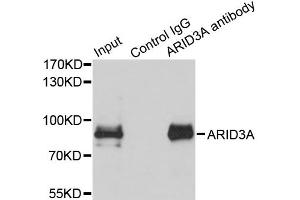 Immunoprecipitation analysis of 150 μg extracts of MCF7 cells using 3 μg ARID3A antibody (ABIN5975618). (ARID3A Antikörper)
