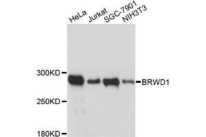 Western blot analysis of extracts of various cell lines, using BRWD1 antibody (ABIN6290119) at 1:3000 dilution. (BRWD1 Antikörper)